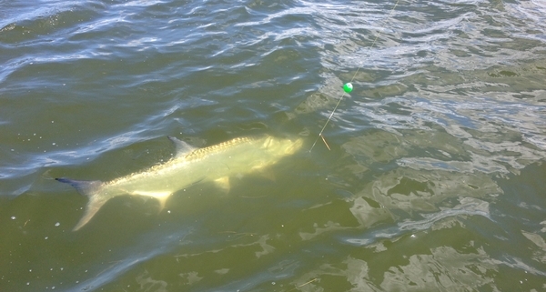 tarpon fishing charter